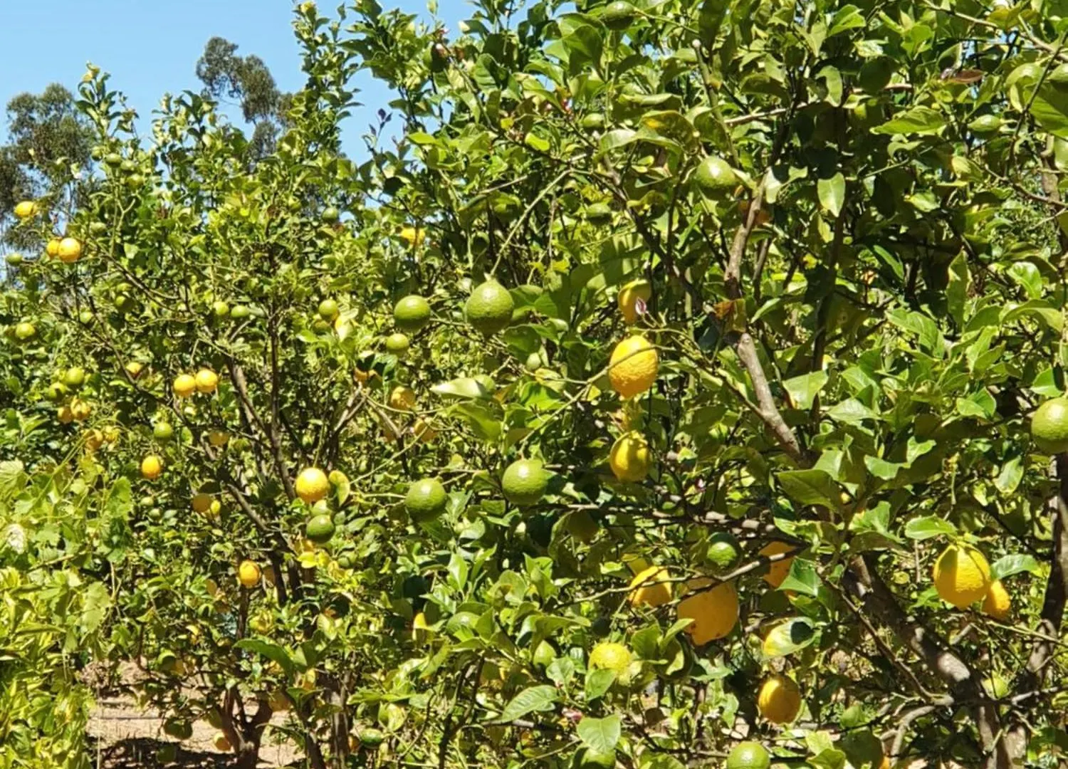 Casinha Laranja Villa Monchique